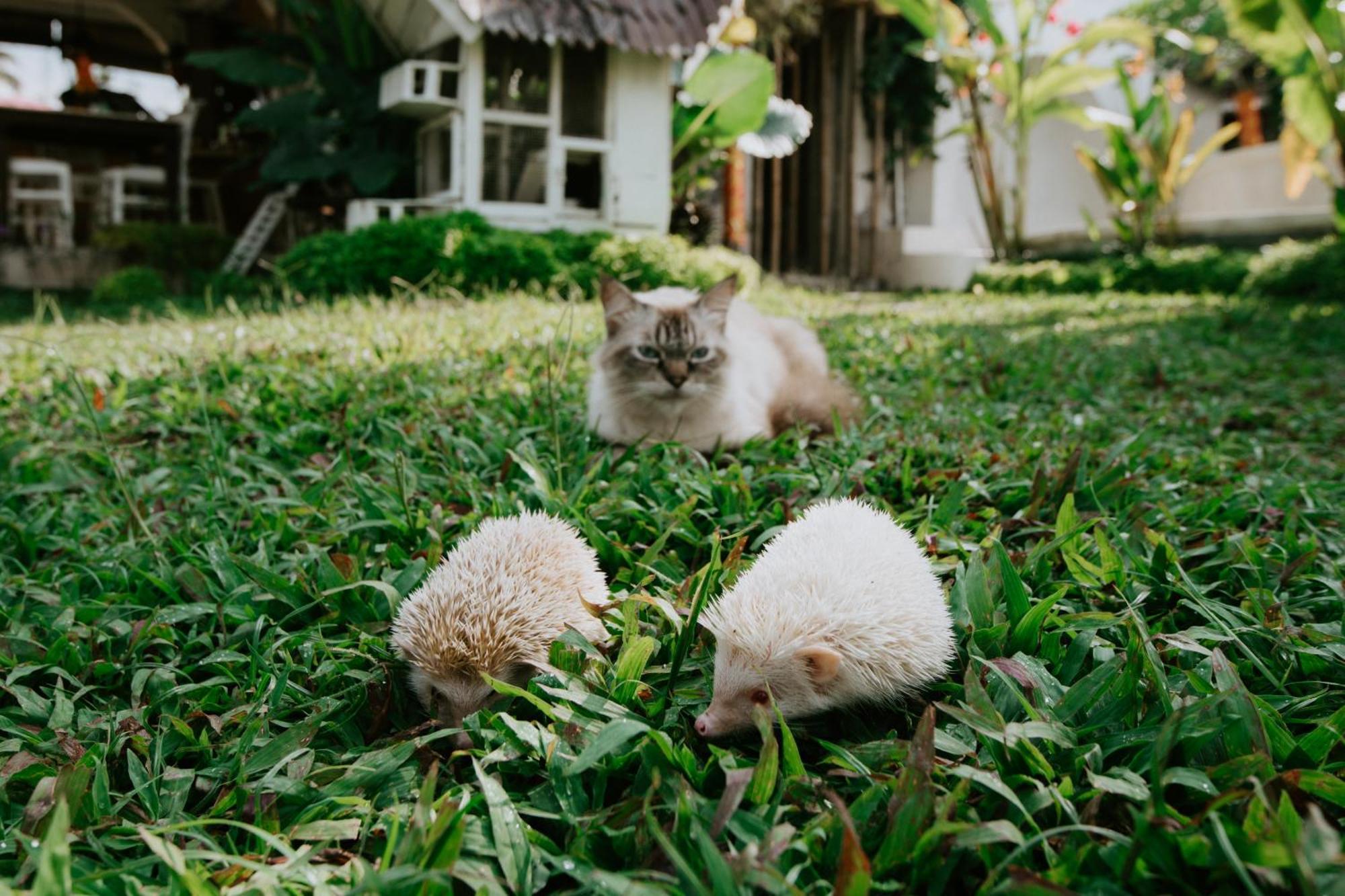 The Rice Joglo Eco-Stay Ubud  Exterior photo