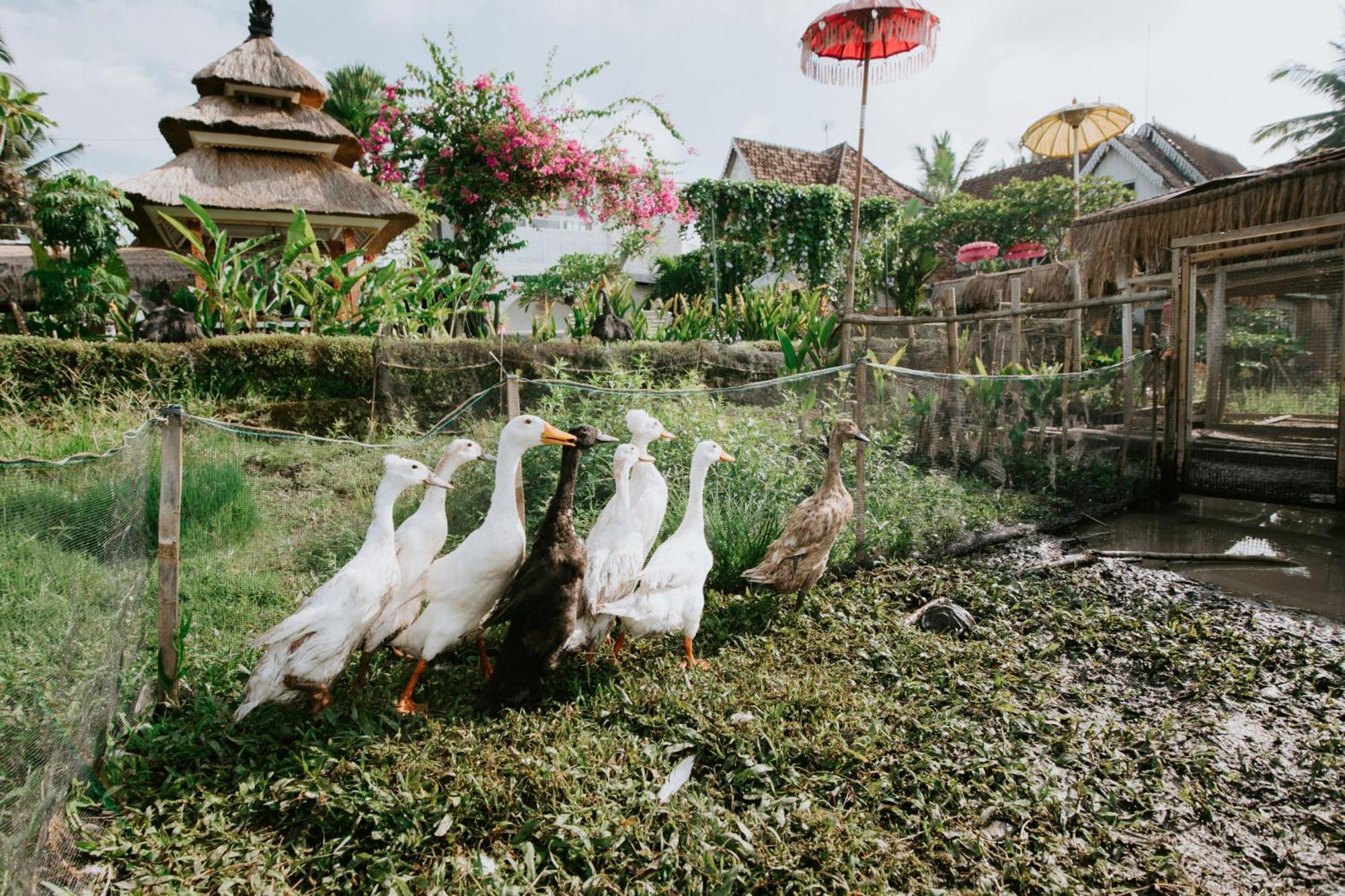 The Rice Joglo Eco-Stay Ubud  Exterior photo